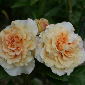 Smetanova barva - Vrtnica čajevka